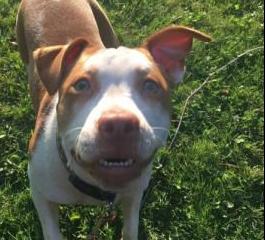 Pet of the Week 6.8.18 - Daisy